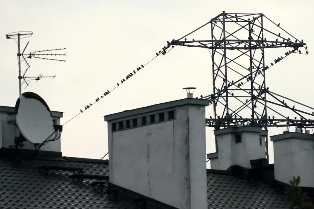 Dlaczego ptaki nie razi prąd? Odkryj tajemnice ich bezpieczeństwa