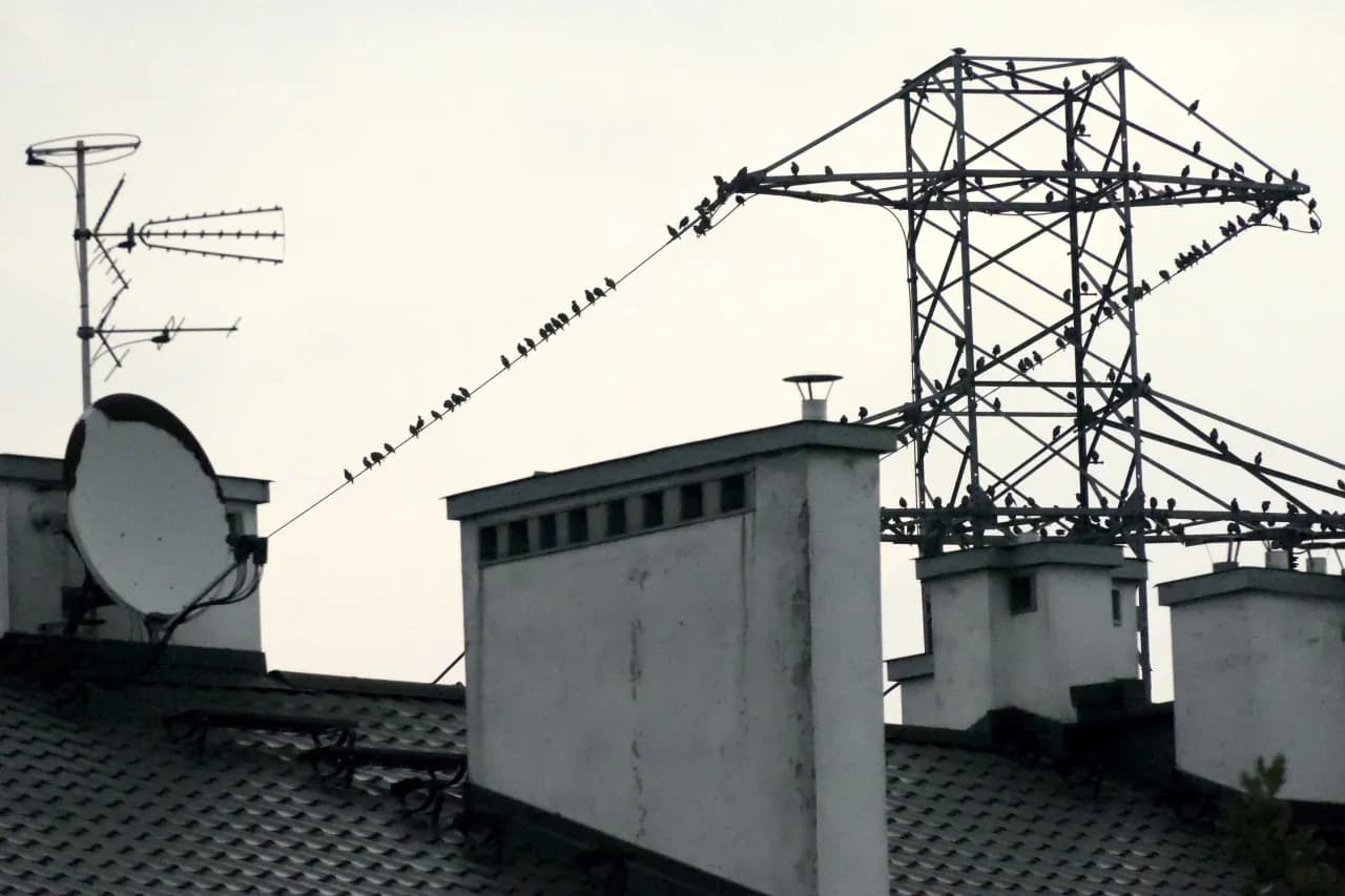 Dlaczego ptaki nie razi prąd? Odkryj tajemnice ich bezpieczeństwa